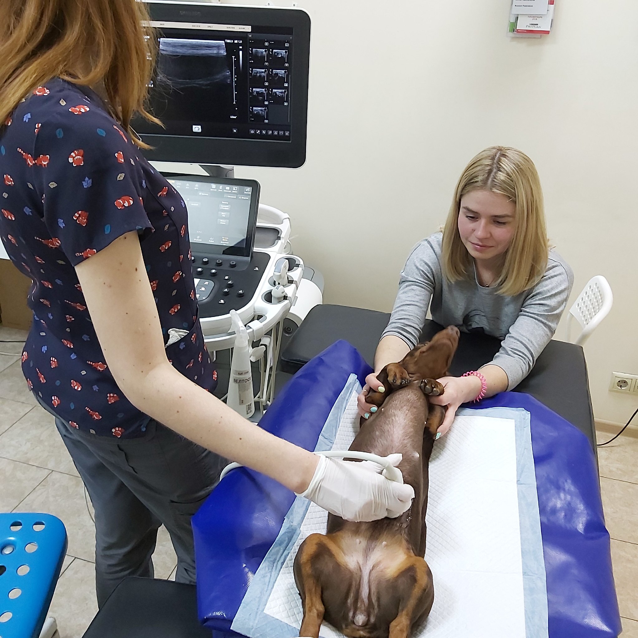 Ультразвуковое исследование печени собаки Фото узи печени собаке