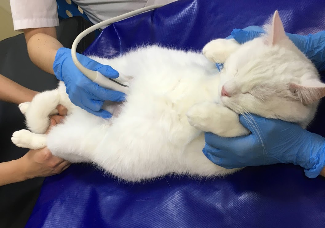 УЗИ почек у кошек Фото узи почек кошке