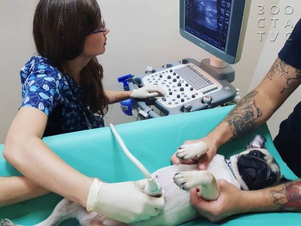 Подготовка к узи собаке Фото подготовка к узи