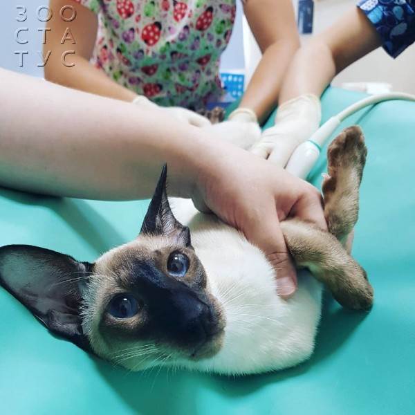 Подготовка к узи кошки Фото подготовка к узи