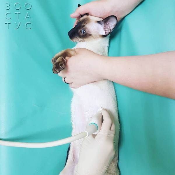 Подготовка к узи кошки Фото подготовка к узи