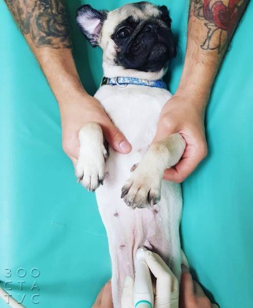 Подготовка к узи собаке Фото подготовка к узи