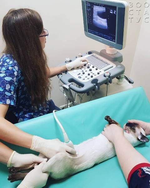 Подготовка к узи кошки Фото подготовка к узи