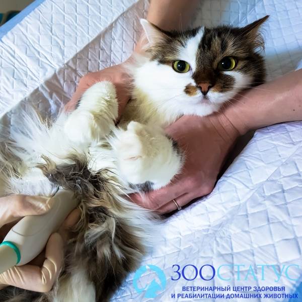 УЗИ беременной кошке