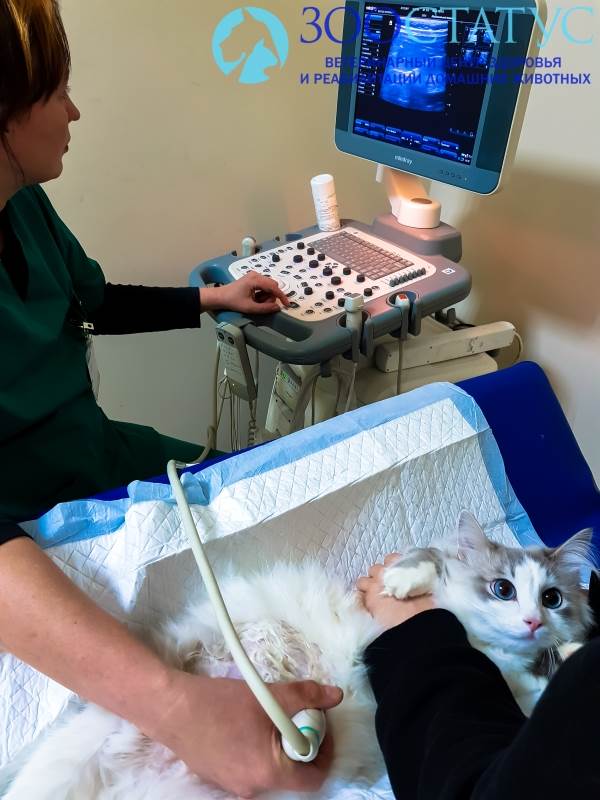 УЗИ беременной кошке