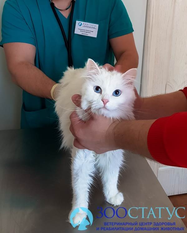 В каком возрасте кастрируют котов Фото кастрация кота