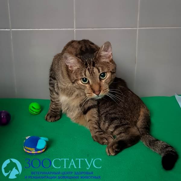 В каком возрасте кастрируют котов Фото кастрация кота