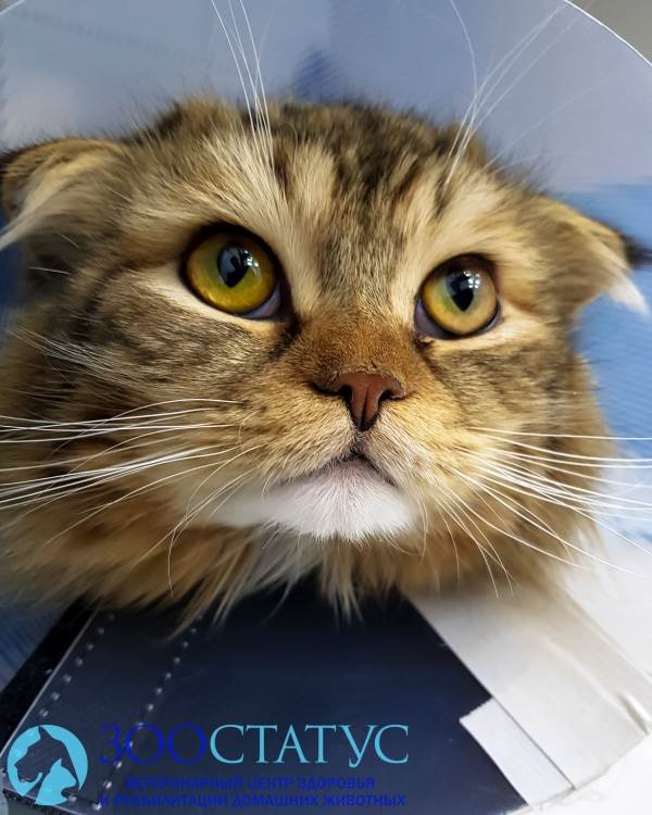 В каком возрасте кастрируют котов Фото кастрация кота