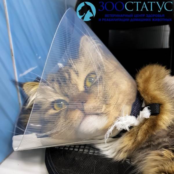 В каком возрасте кастрируют котов Фото кастрация кота