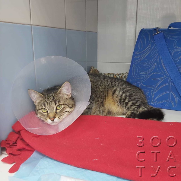 В каком возрасте кастрируют котов Фото кастрация кота