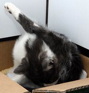 Вагинит у кошек Фото