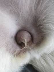 Вагиниты у собак Фото