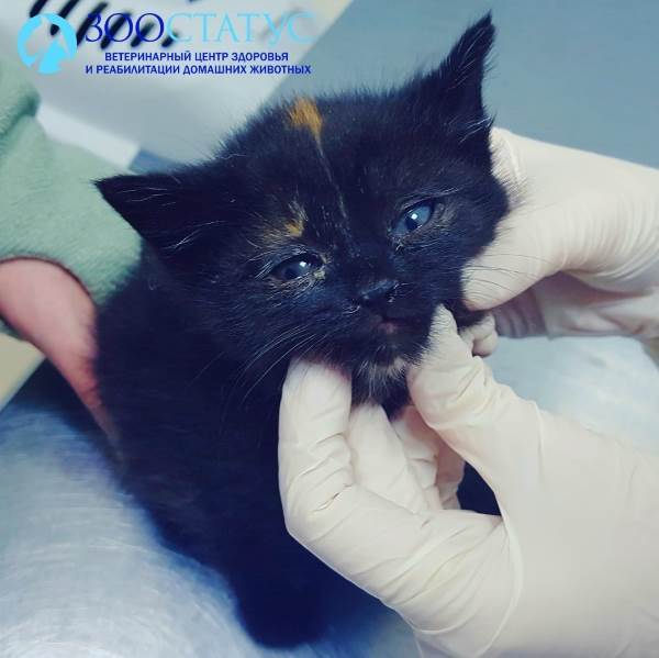 Прививка от панлейкопении котенку
Фото