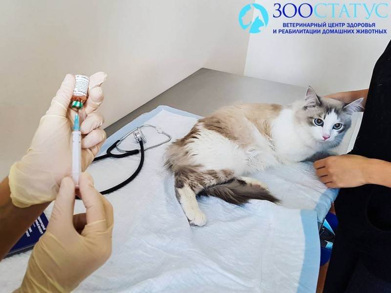 Вакцинация Фото прививка для кота