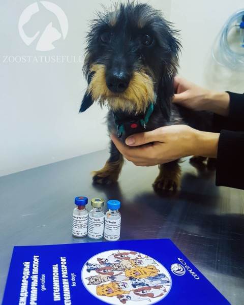 Прививка собаке Фото вакцинация собаки