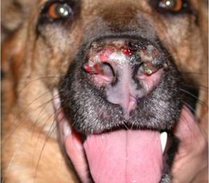 Васкулит у собак Фото