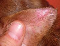 Васкулит у собак Фото