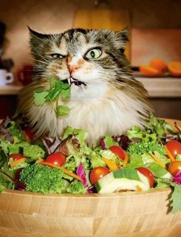 Возможно ли вегетарианское питание кошек? Фото