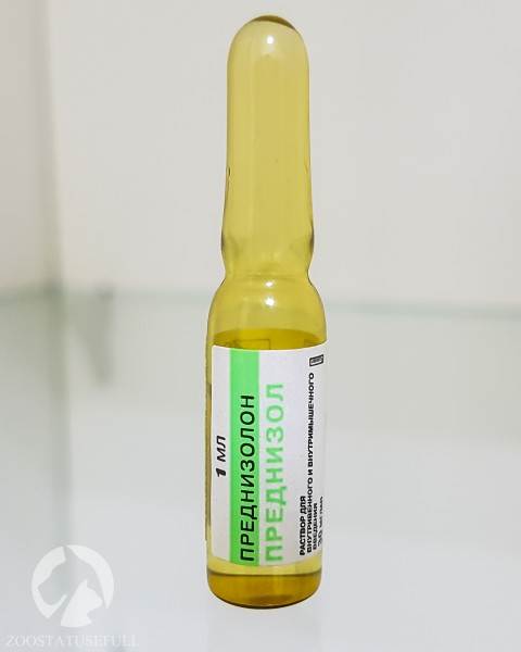 Домашняя ветеринарная аптечка Фото аптечка для животных