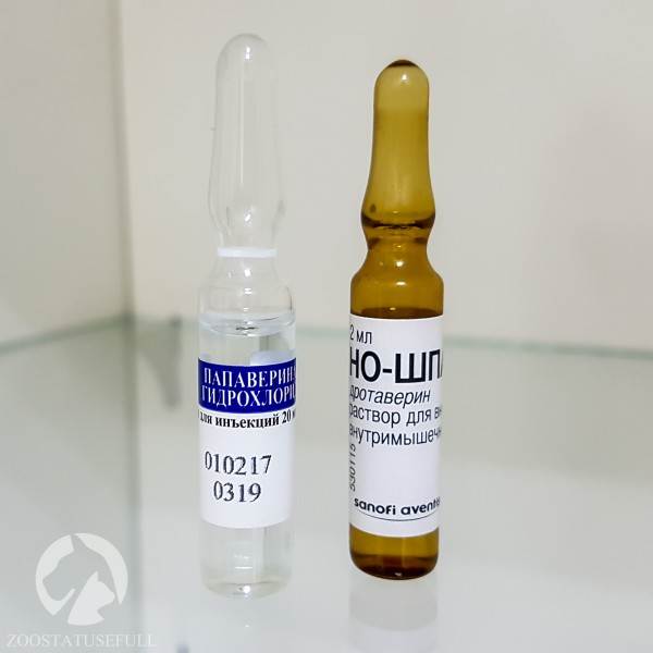 Домашняя ветеринарная аптечка Фото аптечка для животных