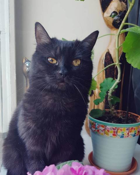 как видят мир кошки, собаки и лошади