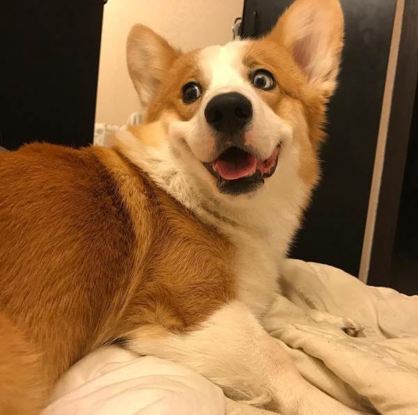 как видят мир кошки, собаки и лошади