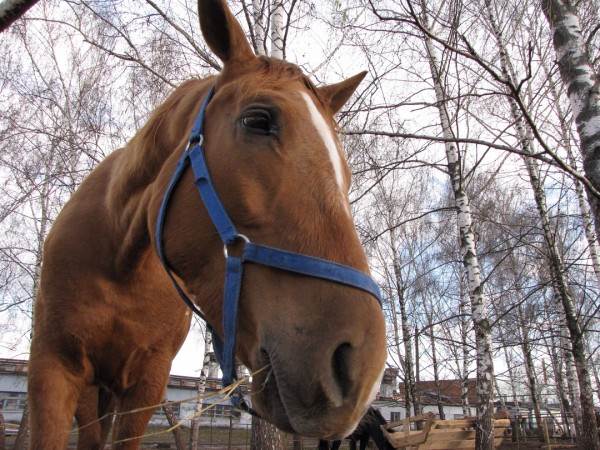 как видят мир кошки, собаки и лошади