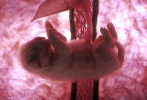 Выкидыши у собак Фото