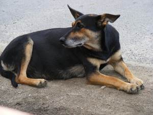 Выкидыши у собак Фото