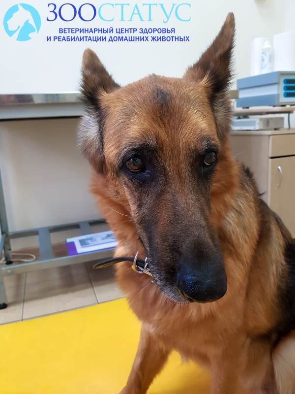 Выпадение матки у собак Фото опущение матки у собак