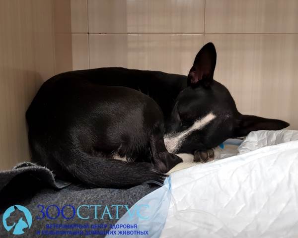 Выпадение матки у собак Фото опущение матки у собак