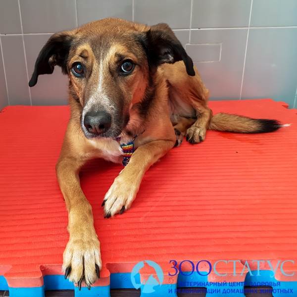 Выпадение матки у собак Фото опущение матки у собак