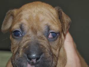 Выпадение третьего века у собак Фото