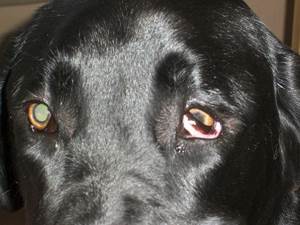 Выпадение третьего века у собак Фото