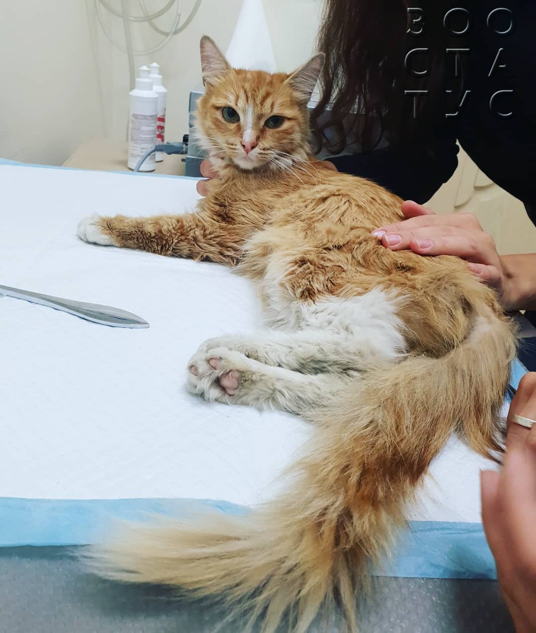 Травма от падения с высоты у кошек Фото высотная травма у кошек