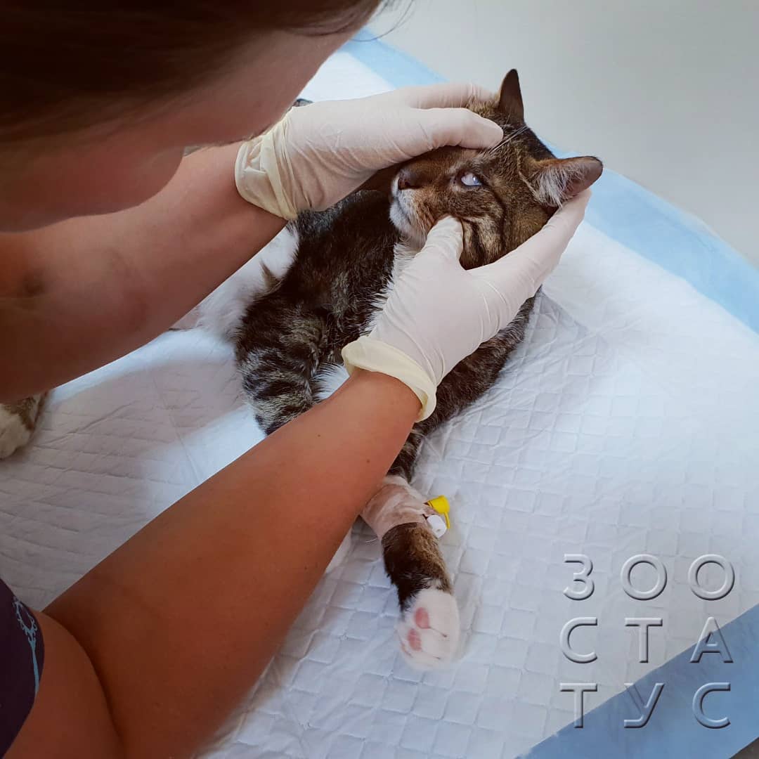 Травма от падения с высоты у кошек Фото высотная травма у кошек