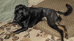 Вывих тазобедренного сустава у собак Фото