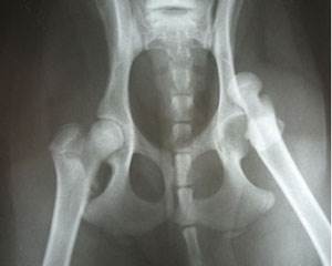 Вывих тазобедренного сустава у собак Фото