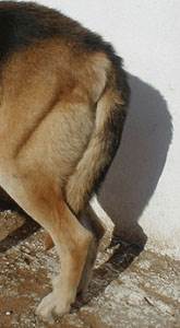 Вывих тазобедренного сустава у собак Фото