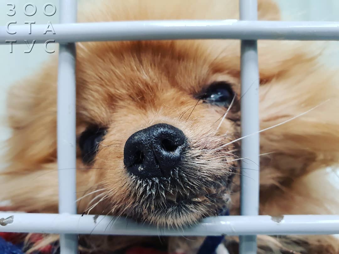 Теплый и влажный нос у собак Фото теплый нос у собаки