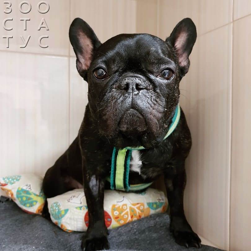 Теплый и влажный нос у собак Фото теплый нос у собаки