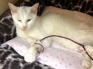 Кровотечение в брюшной полости у кошек Фото