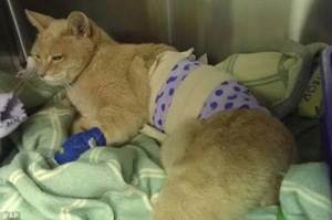 Кровотечение в брюшной полости у кошек Фото