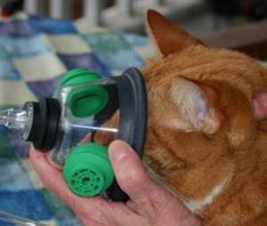 Кровотечение в брюшной полости у кошек Фото