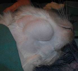 Воспаление лимфоузлов (лимфаденит) у кошек Фото