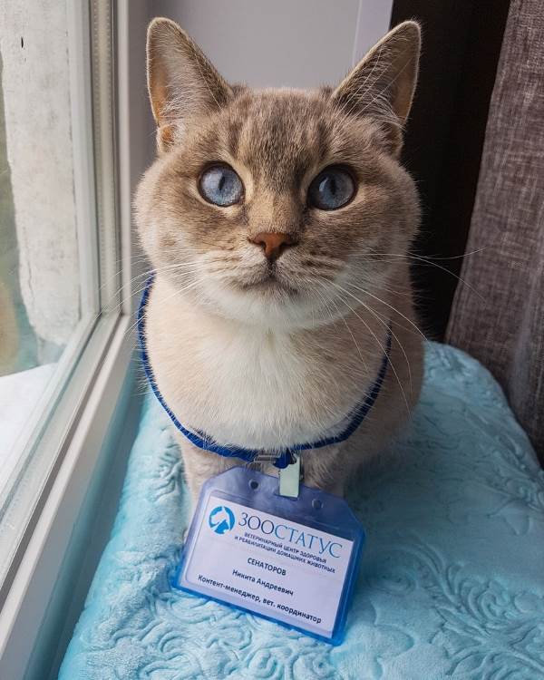 Блог о кошках и собаках Фото полезный блог о кошках и собаках