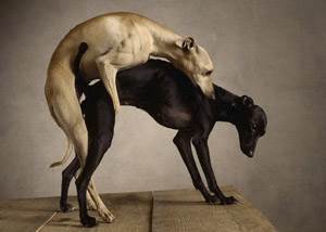 Вязка у собак Фото