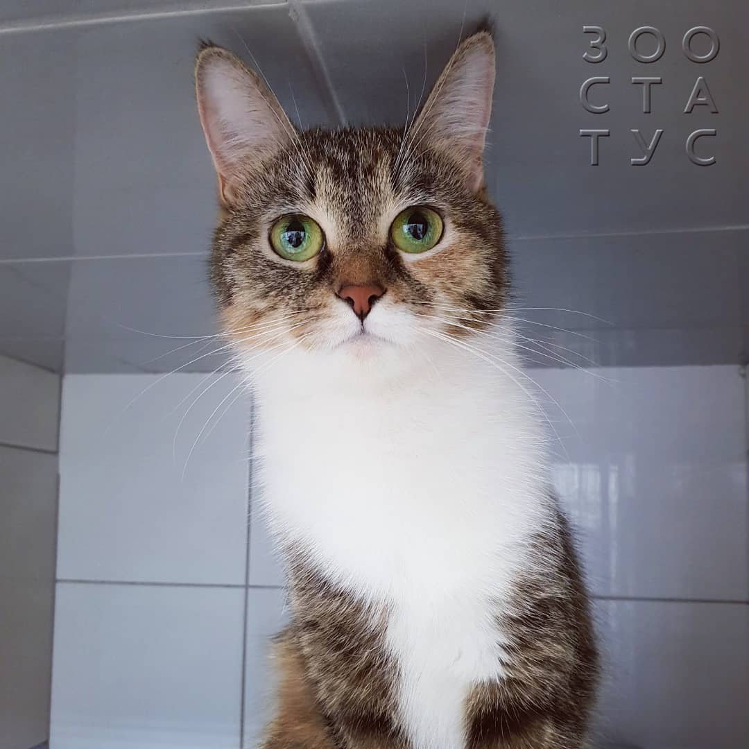 Вздутие живота у кошек Фото большой живот у кошки