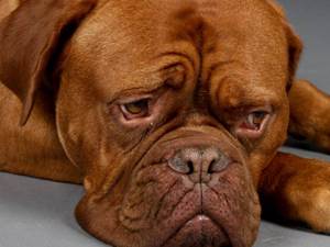 Язва желудка у собак и кошек Фото