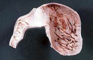 Язва желудка у собак и кошек Фото